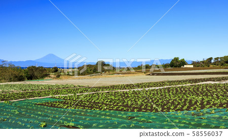 田野（秋天） 58556037