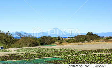 田野（秋天） 58556038