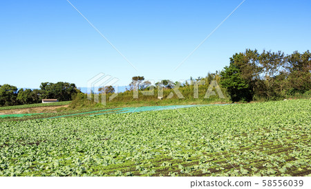 田野（秋天） 58556039
