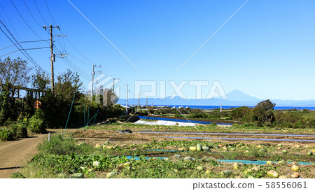 Field (autumn) 58556061
