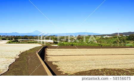 田野（秋天） 58556075