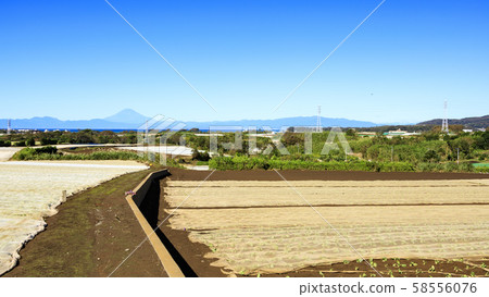 田野(秋天) 田野(秋天) 58556076