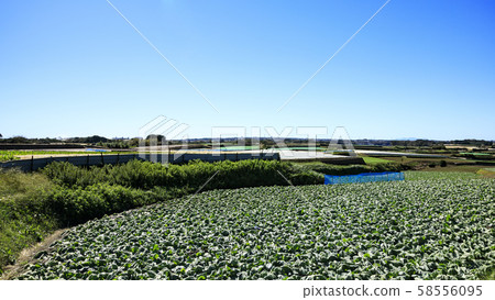 Field (autumn) Field (autumn) 58556095