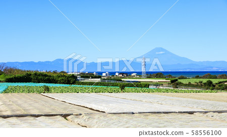 Field (autumn) Field (autumn) 58556100