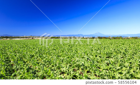 Field (autumn) 58556104