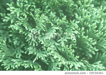 Mint toned Christmas leaves of Thuja trees Mint toned Christmas leaves of Thuja trees 58556361