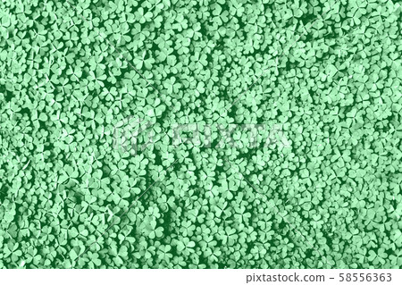 Close up of trendy mint toned fresh shamrock 58556363