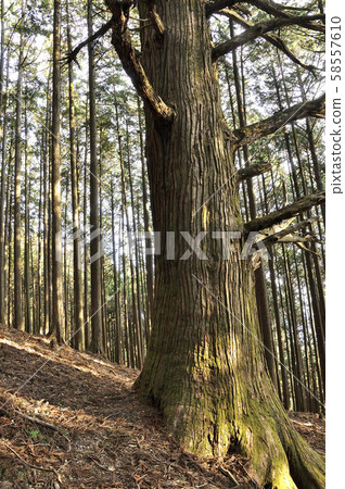 Forest of Omotesando of Mt. Buko 58557610