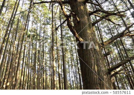 Forest of Omotesando of Mt. Buko 58557611