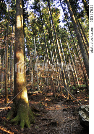 Oku武藏山Buko表參道早晨 Oku武藏山Buko表參道早晨 58557632