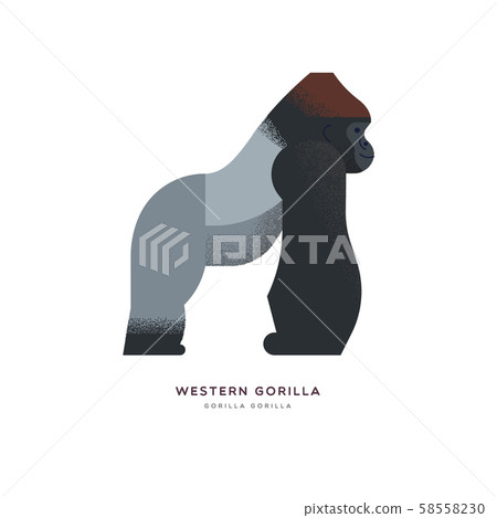 Wild Western africa gorilla zoo animal isolated 58558230