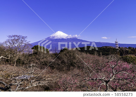 （靜岡）岩本山在梅樹林富士山 58558273