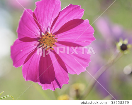 波斯菊深粉紅色特寫 58558279
