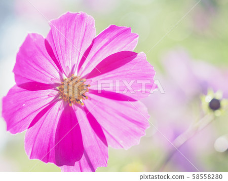 波斯菊粉紅色特寫燈 58558280