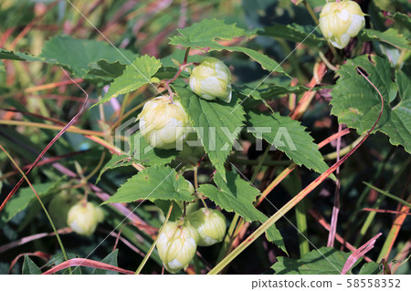 Karahanasou fruit, Tadami Town, Fukushima Prefecture Karahanasou fruit, Tadami Town, Fukushima Prefecture 58558352