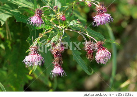 Nambu Thistle Flower, Tadami Town, Fukushima Prefecture Nambu Thistle Flower, Tadami Town, Fukushima Prefecture 58558353