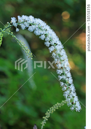 Blossoming of Sarasinashouma, Tadami Town, Fukushima Prefecture 58558356