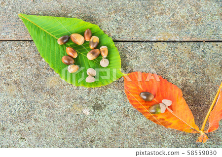 chi葉和橡子 chi葉和橡子 58559030