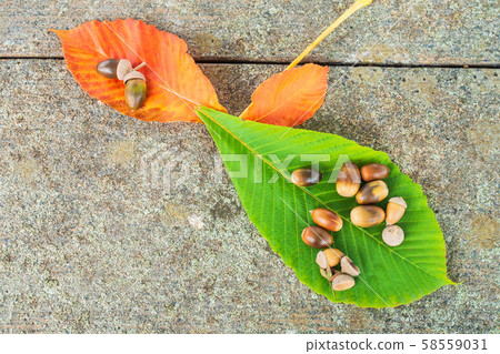 chi葉和橡子 chi葉和橡子 58559031