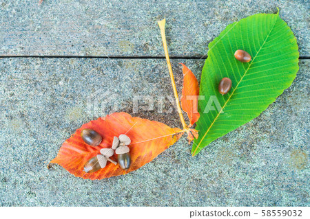 chi葉和橡子 chi葉和橡子 58559032