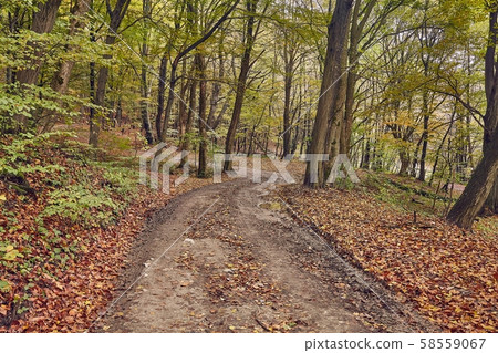 Autumn forest path 58559067