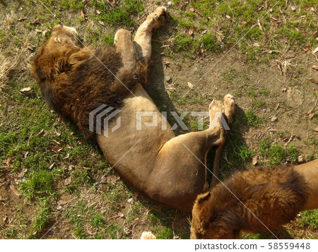 Relaxing lion 58559448