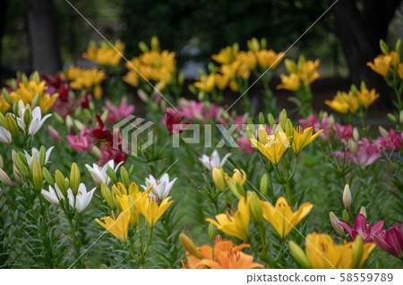 Omiya Hananooka Farm and Forest Park Lily Saitama City 58559789