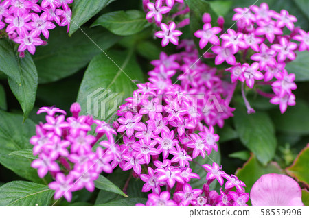 Pentas Galaxy Purple Star 58559996