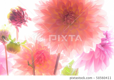 Dahlia white background soft focus Dahlia white background soft focus 58560411