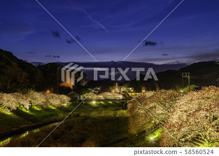 (靜岡)南之櫻(青之川櫻) (靜岡)南之櫻(青之川櫻) 58560524