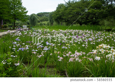 Maruyama Park Hana Shobu Ageo Maruyama Park Hana Shobu Ageo 58560555