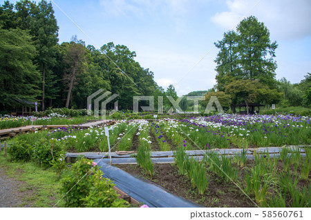 Maruyama Park Hana Shobu Ageo 58560761