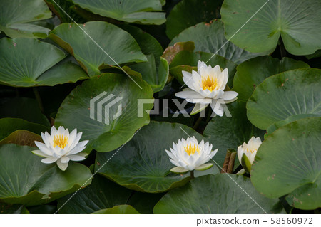 Maruyama Park Water Lily Ageo 58560972