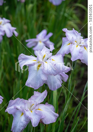 Maruyama Park Hana Shobu Ageo Maruyama Park Hana Shobu Ageo 58561001