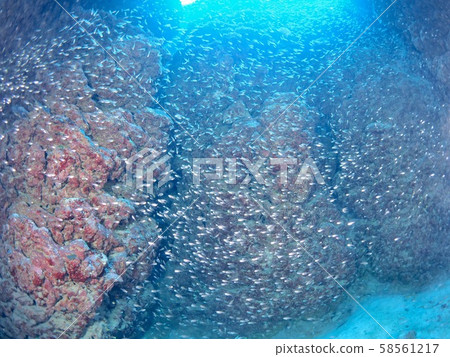 Underwater cave @ Miyakojima Underwater cave @ Miyakojima 58561217