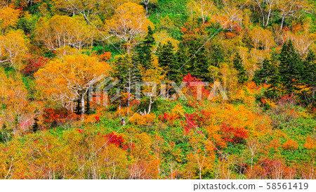 Tsugaike Nature Park (Autumn) 58561419