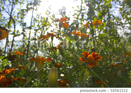 萬壽菊 萬壽菊 58561522