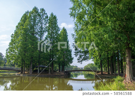 Maruyama Park Landscape Onuma Ageo City Maruyama Park Landscape Onuma Ageo City 58561588
