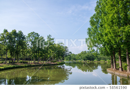 丸山公園大沼上野市景觀 58561590