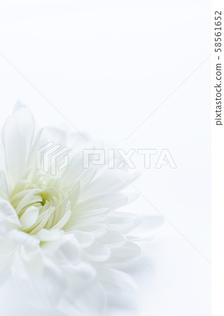 Chrysanthemum white flowers background material 58561652