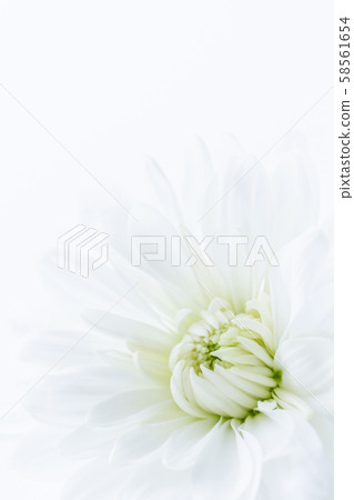 Chrysanthemum white flowers background material 58561654