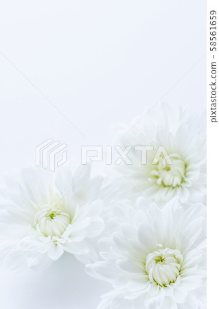 Chrysanthemum white flowers background material 58561659