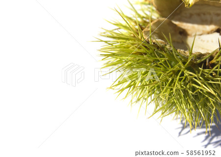chestnut bur chestnut bur 58561952