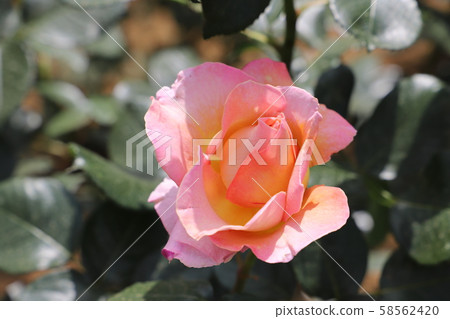 Disneyland Rose Orange Pink Rose Disneyland Rose Orange Pink Rose 58562420