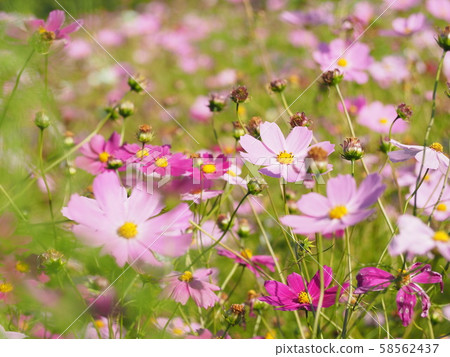 2019 Takino Suzuran Hillside National Park Cosmos 2019 Takino Suzuran Hillside National Park Cosmos 58562437