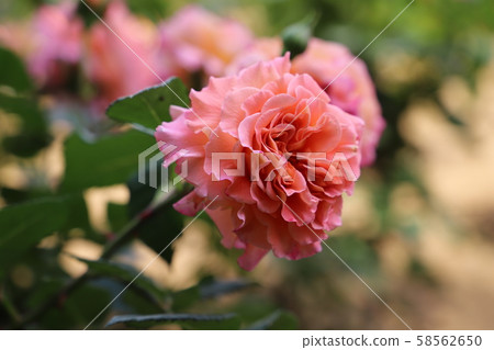 Augustalise奶油杏粉紅色玫瑰 Augustalise奶油杏粉紅色玫瑰 58562650