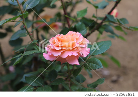 Augustalise奶油杏粉紅色玫瑰 58562651