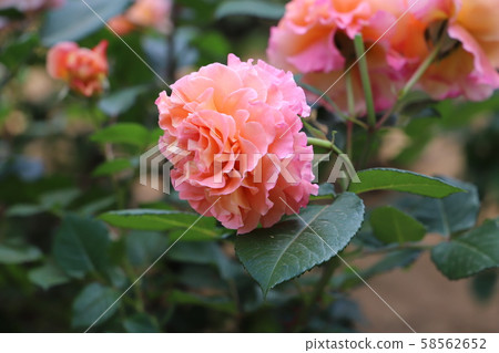 Augustalise奶油杏粉紅色玫瑰 Augustalise奶油杏粉紅色玫瑰 58562652