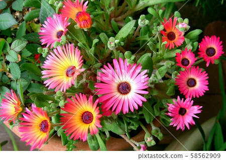 松葉鈕扣花粉色橙色明亮 松葉鈕扣花粉色橙色明亮 58562909