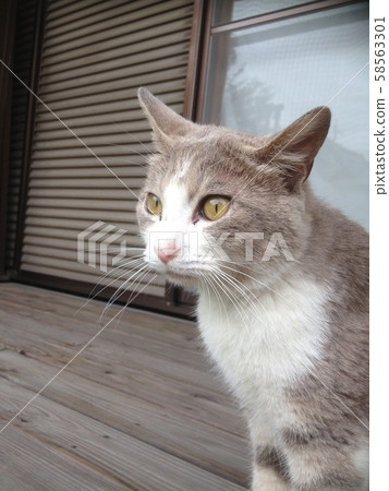 Cat Cat 58563301